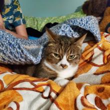 Cat snuggled under a crochet blanket